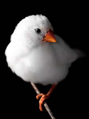 photographer Maldives zebra finch