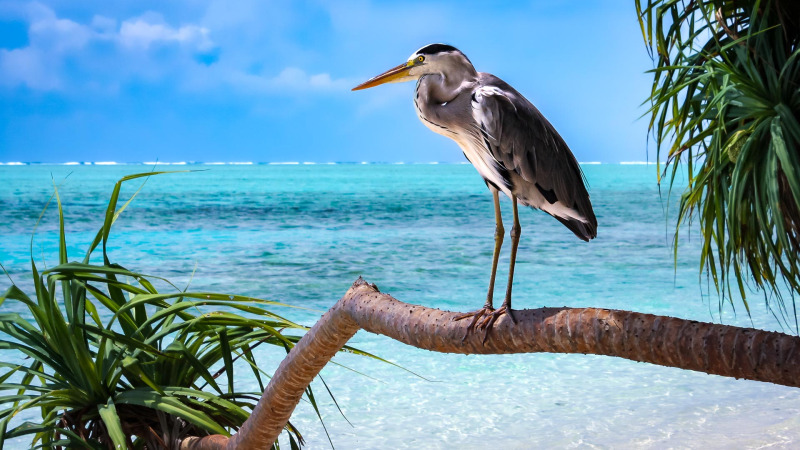 photography & webdesign in Maldives