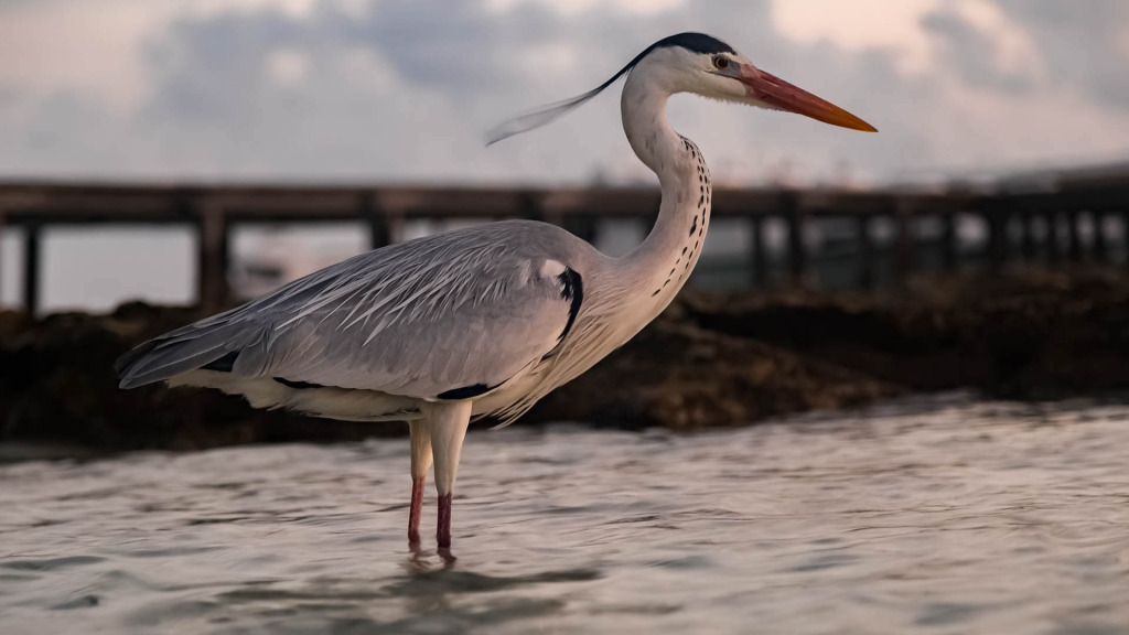 photography web design Maldives