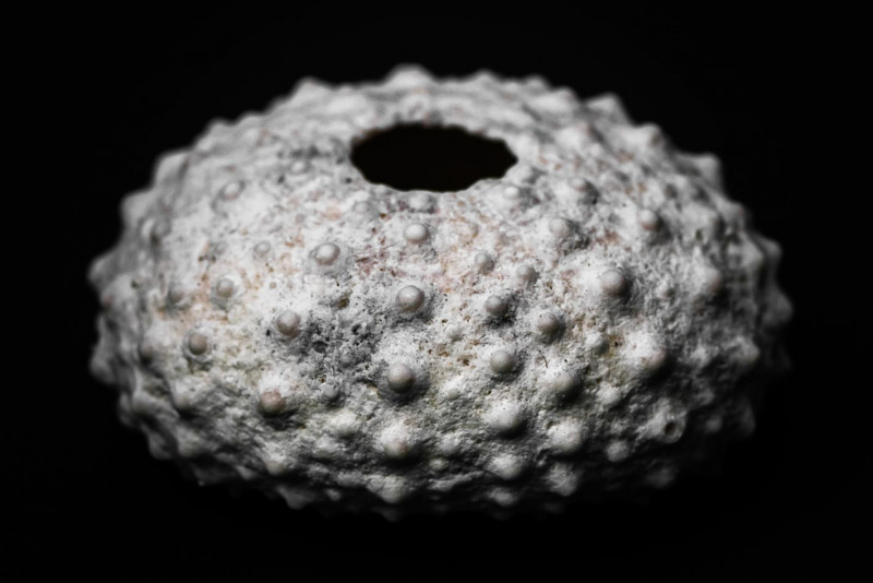 photoMaldives photography Maldives shell